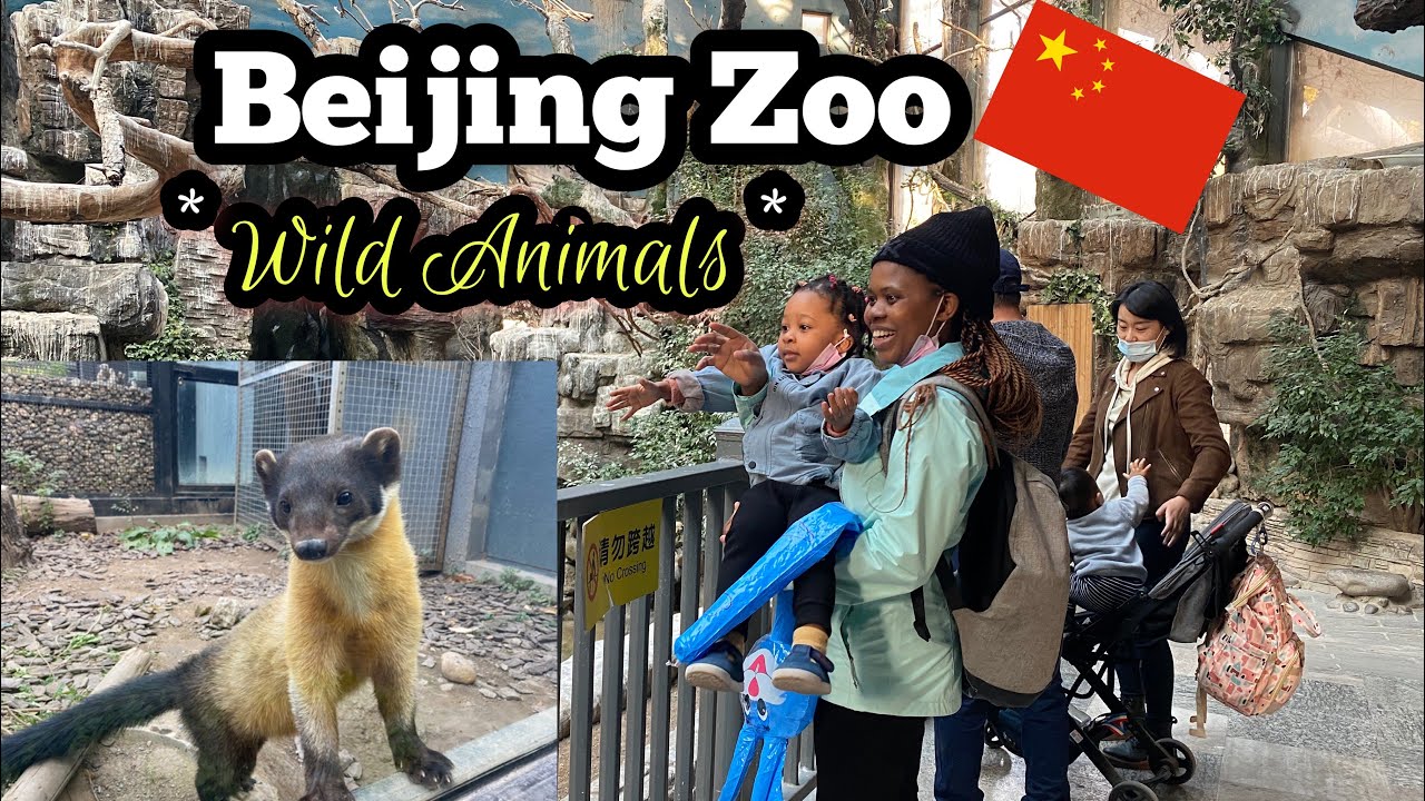 Discover the Beijing Zoo Ticket Price - Get the Best Deals Here!