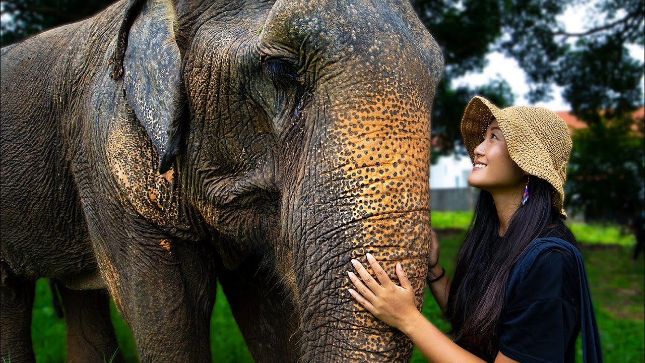 Experience the Most Ethical Koh Samui Elephant Sanctuary