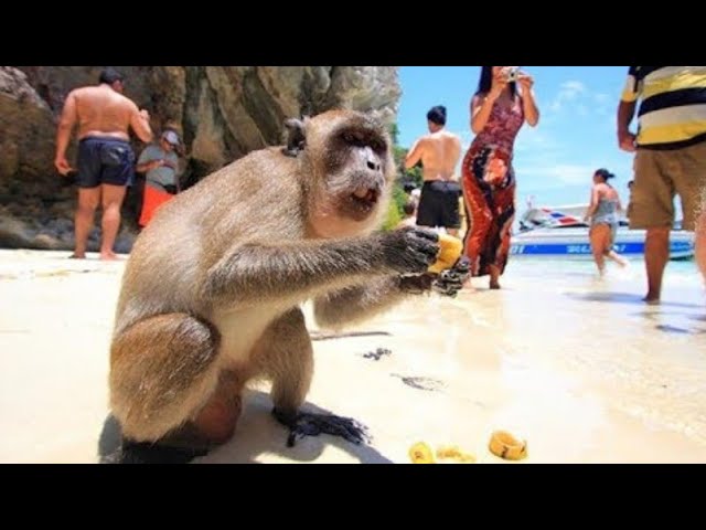 Exploring the Amazing Monkey Beach on Koh Phi Phi Island