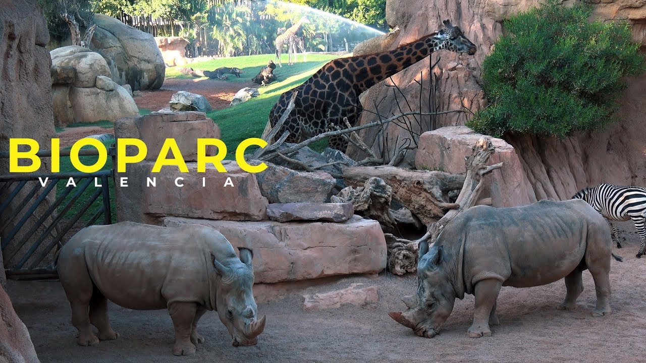 Discover the Amazing Animals of Valencia's Parc Animalier