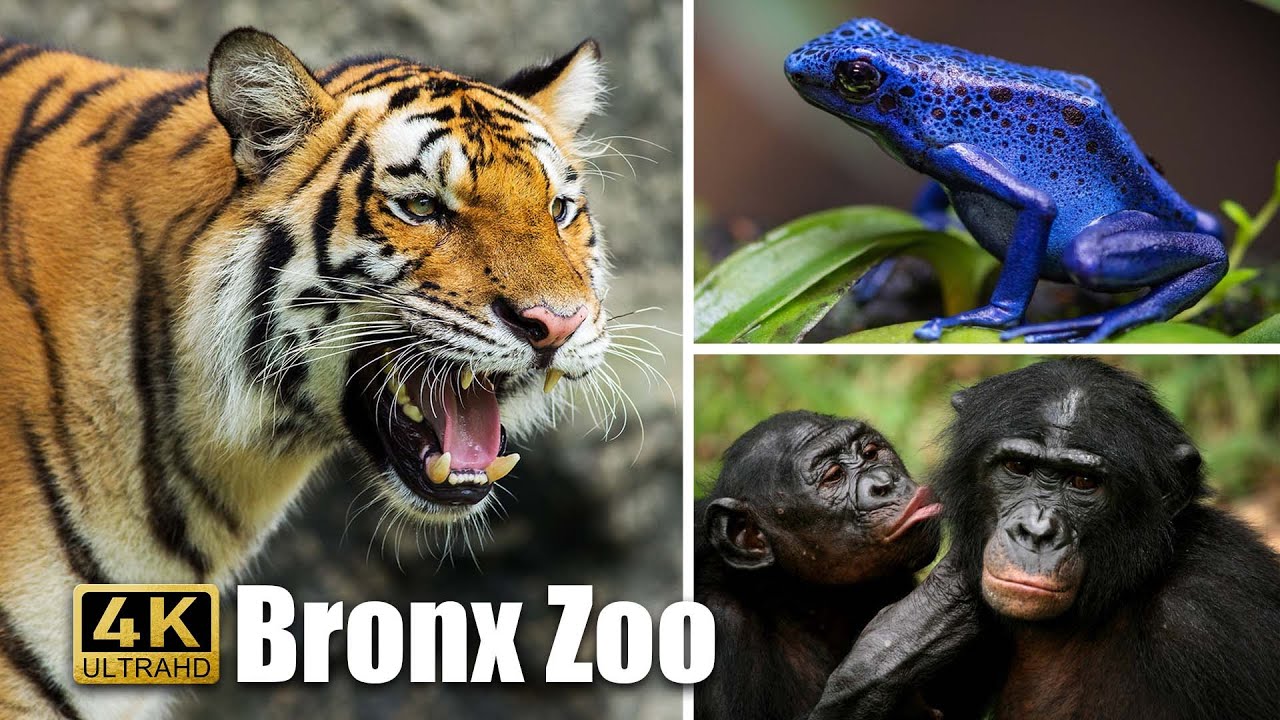 Explore the Amazing Animals at the Bronx Zoo!