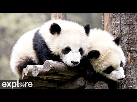 Watch Beijing Zoo Pandas Live: Panda Cam!