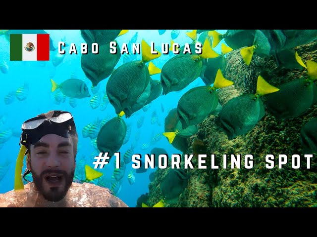 Explore the Beauty of Cabo Snorkeling