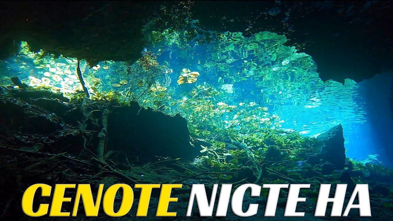 Explore the Hidden Secrets of Cenote Nic Te Ha