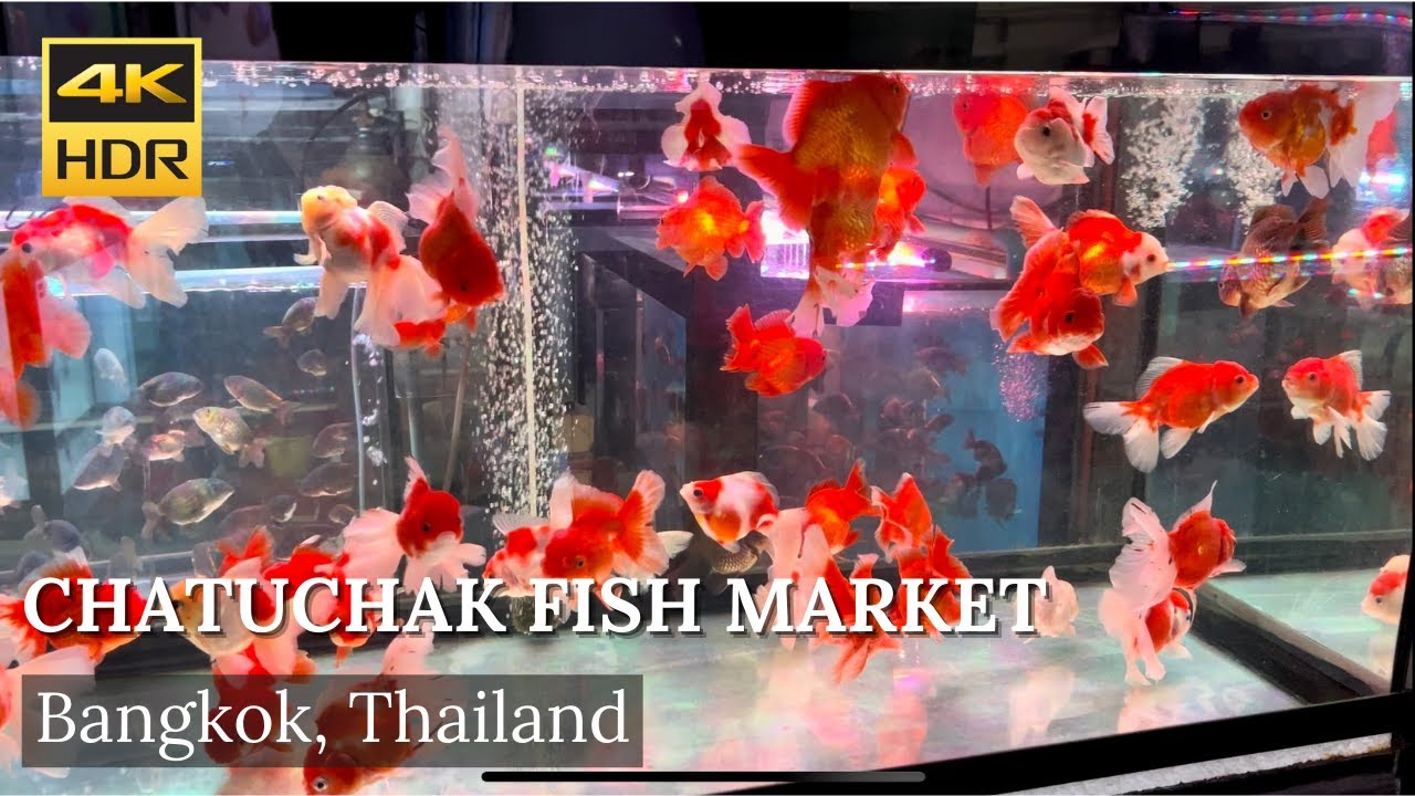 Exploring Bangkok's Famous Chatuchak Fish Market