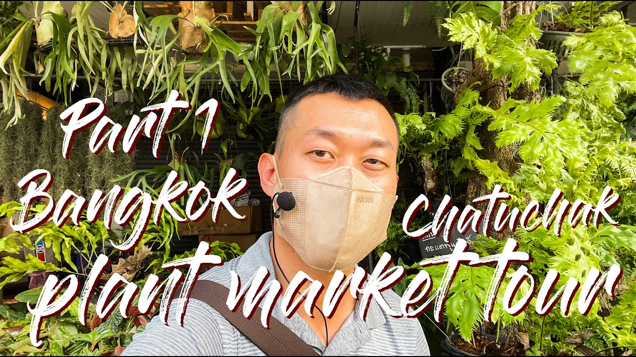 Explore Bangkok's Vibrant Chatuchak Plant & Flower Market