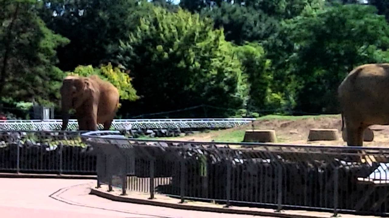 Explore the Elephant Park of La Tête d'Or in Lyon, France