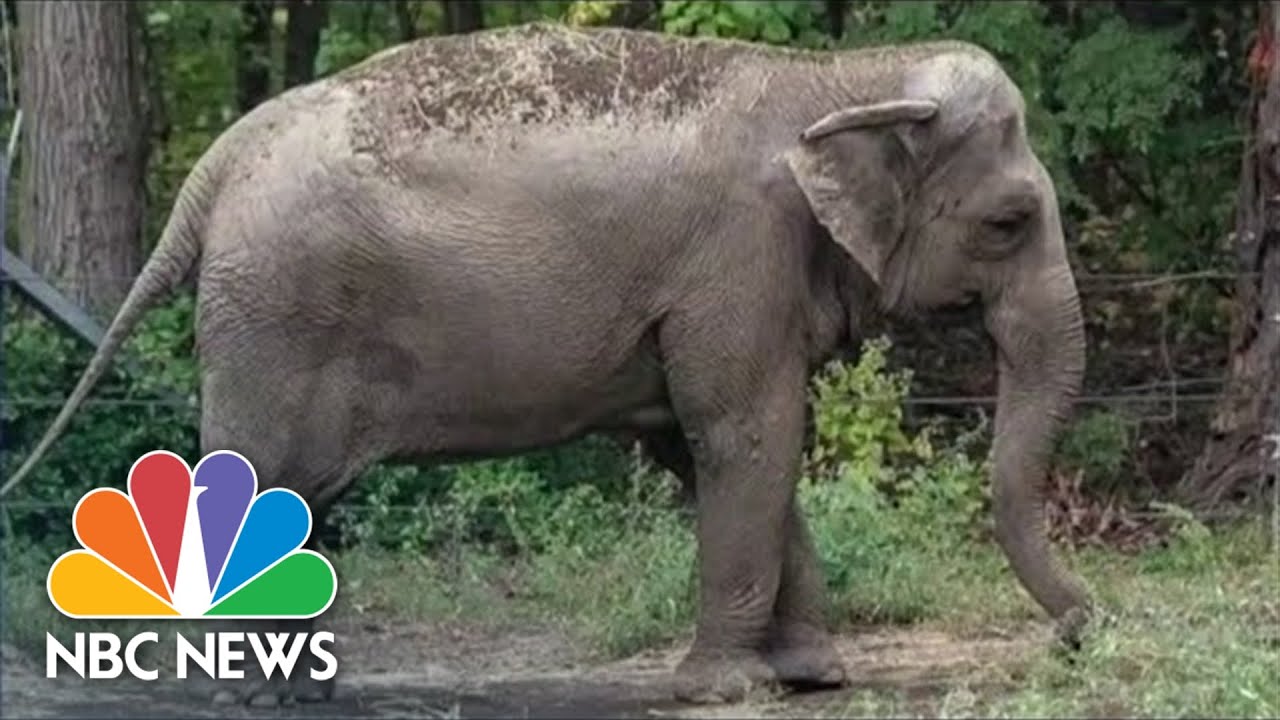 Visit the Bronx Zoo and See Elephants in Person!