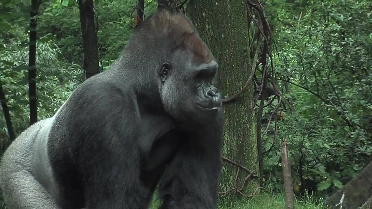 Visit the Bronx Zoo to See the Majestic Gorillas!