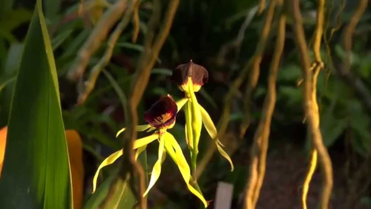 Explore the Beauty of Jardin Botanique Besançon