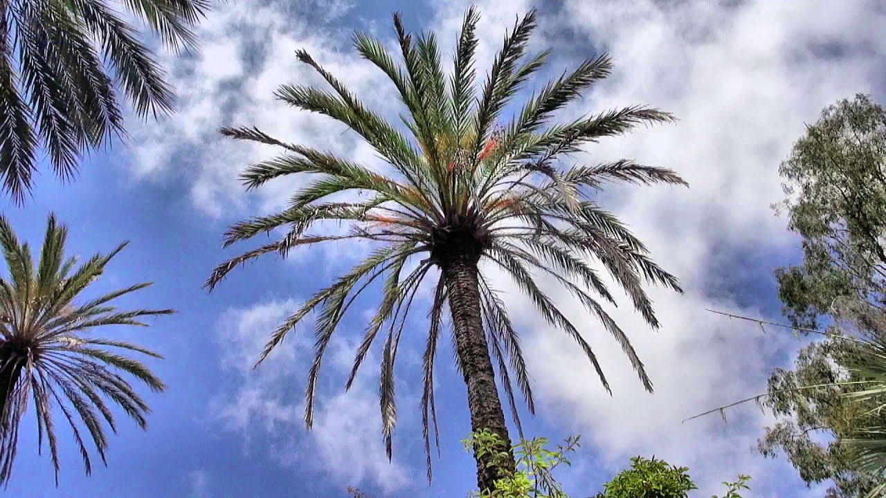 Explore the Stunning Botanical Garden of the French Riviera