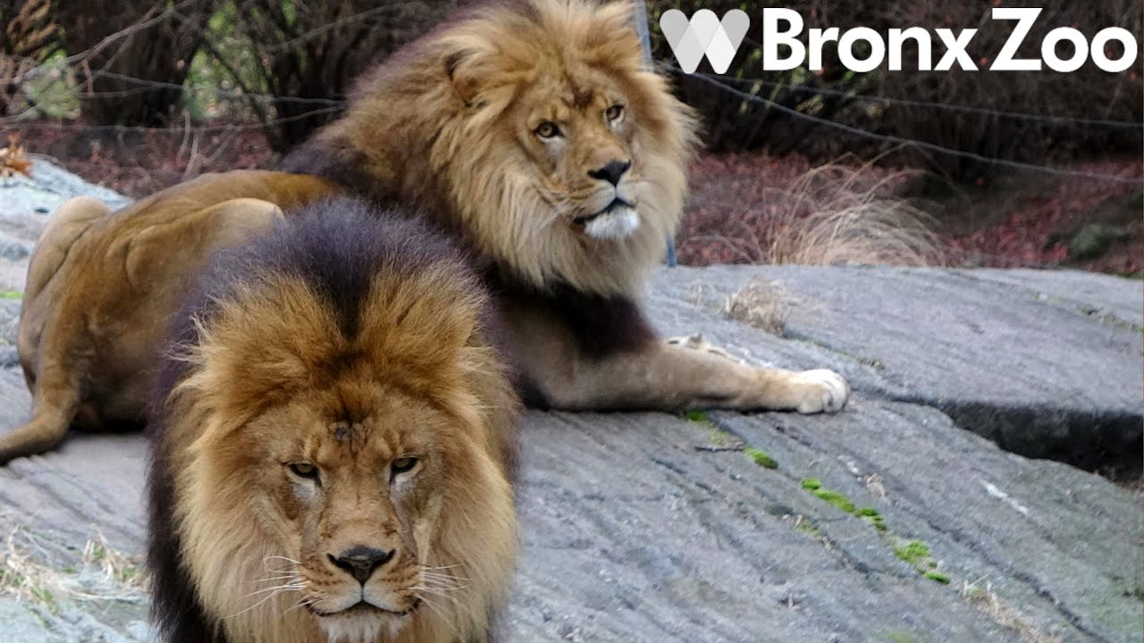 Read Real Reviews of the Bronx Zoo: See What People are Saying!