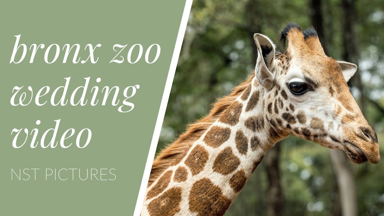 Experience a Magical Bronx Zoo Wedding - The Perfect Venue for Your Special Day