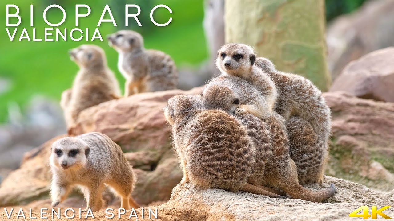 Buy Zoo Valencia Tickets - Get Discounts Now!